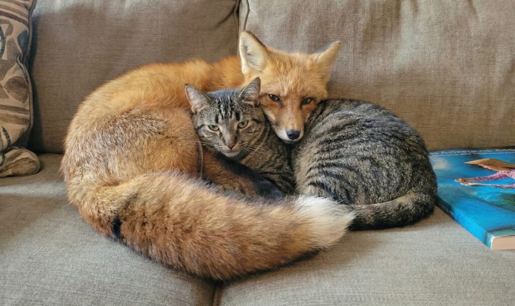 Fox snuggling with a cat
