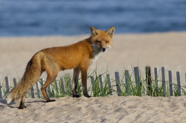 Fox at the beach